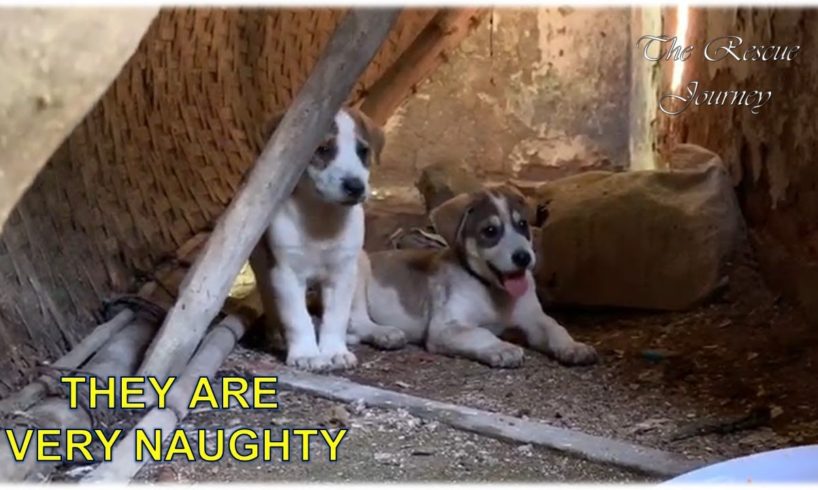 Rescue 3 Naughty Puppies Live In Abandoned House - Treating Homeless Dogs with food