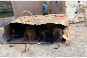 Rescue 4 Puppies Abandoned In Card Board BOX Near The Trash Can