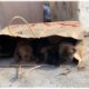 Rescue 4 Puppies Abandoned In Card Board BOX Near The Trash Can