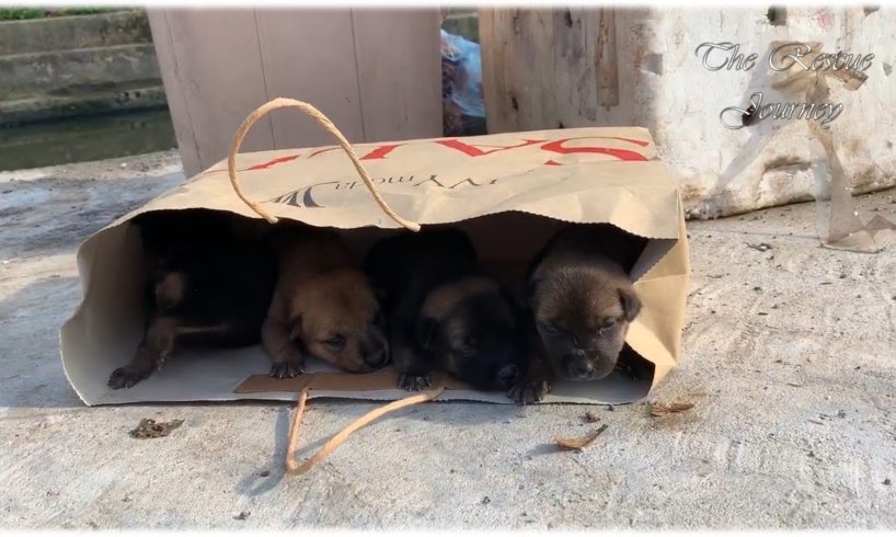 Rescue 4 Puppies Abandoned In Card Board BOX Near The Trash Can
