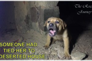 Rescue An Abandoned Dog Was Tied Into A Deserted House By Previous Owner