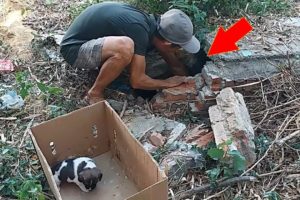 Rescue Cute Puppies Spend Full Life In The Drain – Finally Found Sweet Forever Home