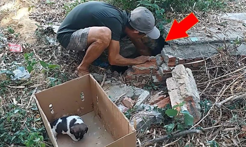 Rescue Cute Puppies Spend Full Life In The Drain – Finally Found Sweet Forever Home