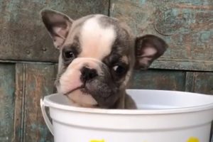 Rescue Cute Tiny Baby Bulldog | Amazing Transformation