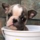 Rescue Cute Tiny Baby Bulldog | Amazing Transformation