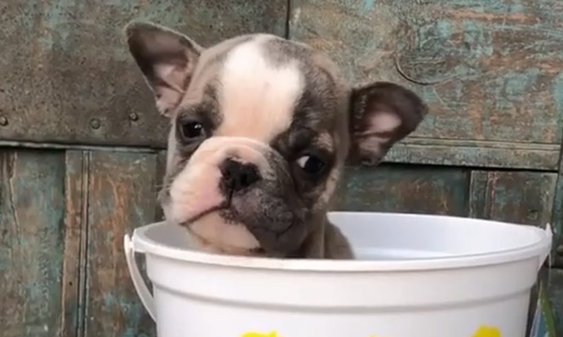 Rescue Cute Tiny Baby Bulldog | Amazing Transformation