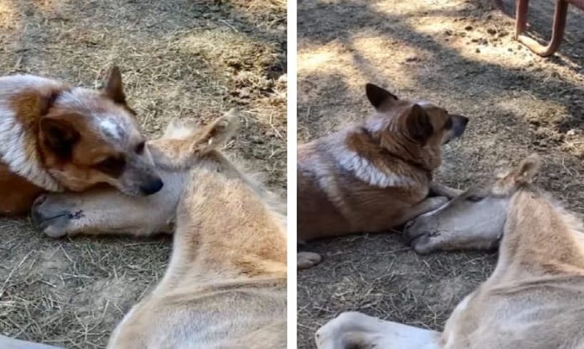 Rescue Dog Becomes Dad To Orphaned Foal And Won’t Let Him Sleep Alone
