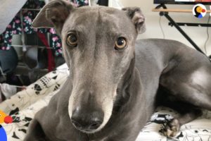 Rescue Greyhound Dog Loves To Race Around His New Forever Home - BLUE | The Dodo