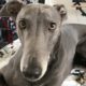 Rescue Greyhound Dog Loves To Race Around His New Forever Home - BLUE | The Dodo