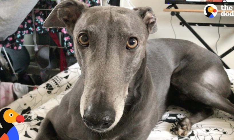 Rescue Greyhound Dog Loves To Race Around His New Forever Home - BLUE | The Dodo
