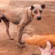 Rescue Homeless Dog Is Pity Standing Tired And hungry | Dog Rescue Stories