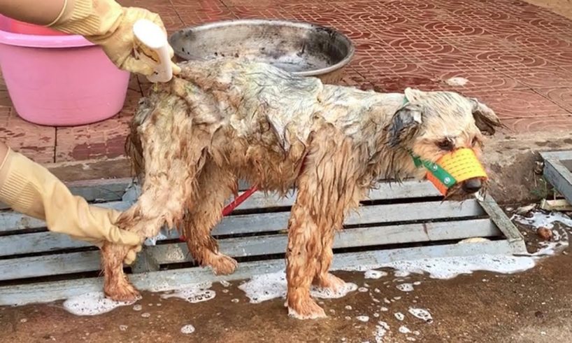 Rescue Homeless Dog With Dirty Hair Transforms Into Beauty And Health | Dog Rescue Stories