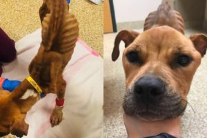 Rescue Malnourished Dog That Near to Death | Amazing Transformation After Rescued