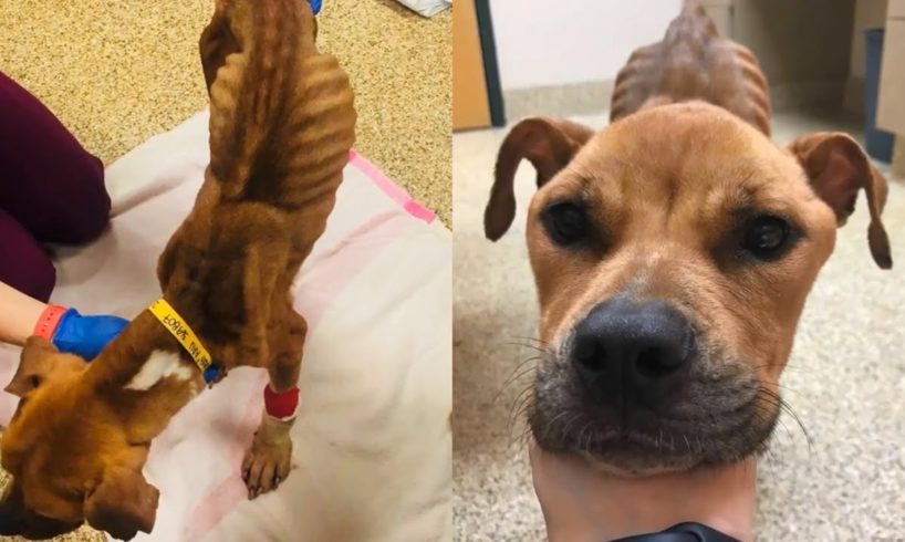 Rescue Malnourished Dog That Near to Death | Amazing Transformation After Rescued