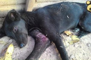 Rescue Poor Dog Stuck In A Trap For Days