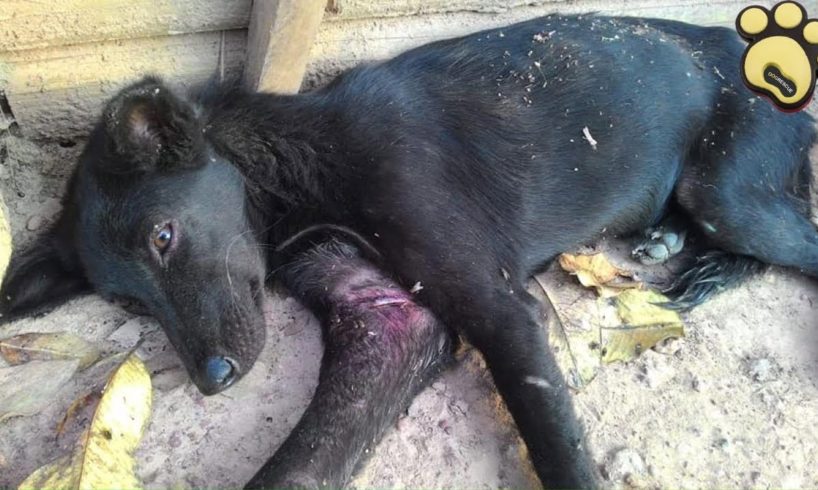 Rescue Poor Dog Stuck In A Trap For Days