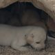 Rescue Puppies Spend Full Life  In Cave Area–Finally Provided Food & Water