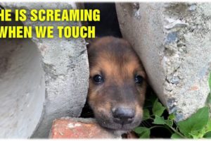 Rescue Scrared Dog Stuck In The Pipes - Screaming From Pain - Dog Rescue Stoies