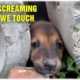 Rescue Scrared Dog Stuck In The Pipes - Screaming From Pain - Dog Rescue Stoies