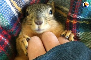 Rescue Squirrel Asks His Parents To Adopt Him - PEANUT | The Dodo