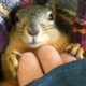 Rescue Squirrel Asks His Parents To Adopt Him - PEANUT | The Dodo