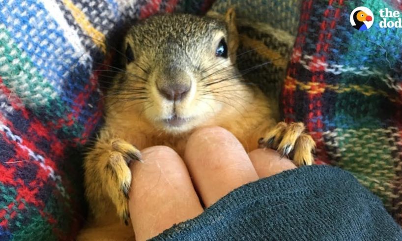 Rescue Squirrel Asks His Parents To Adopt Him - PEANUT | The Dodo