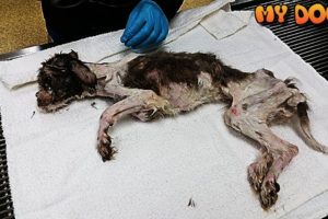 Rescue a Homeless Dog That Will Melt Your Heart and Amazing Transformation