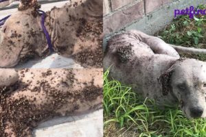 Rescue & Removed 1000 Huge Ticks on Poor Dog - Dog Ticks