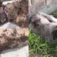 Rescue & Removed 1000 Huge Ticks on Poor Dog - Dog Ticks