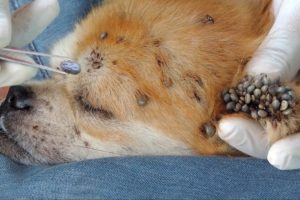 Rescue dog Removing Thousand Big Ticks From Dog's Ear