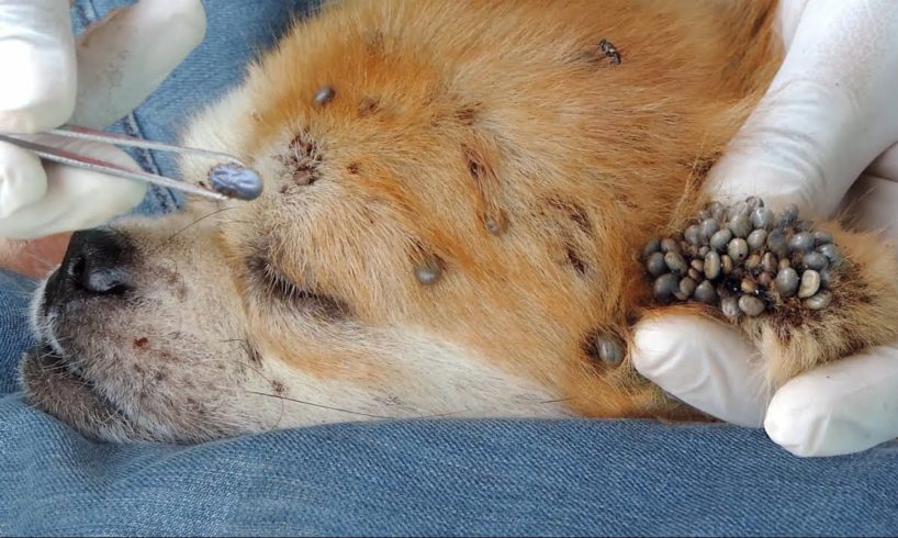 Rescue dog Removing Thousand Big Ticks From Dog's Ear