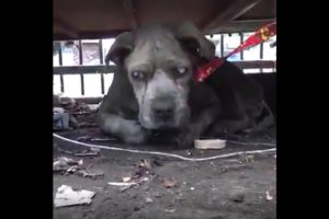 Rescue of Blind & Abandoned Dog | Inspiring Animal Rescue Video Compilation