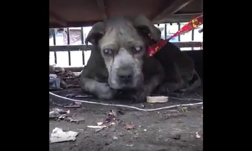 Rescue of Blind & Abandoned Dog | Inspiring Animal Rescue Video Compilation