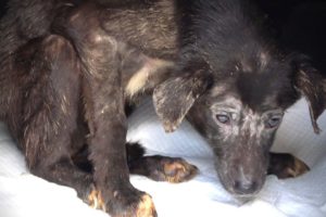 Rescue of Starving Terrified Dog Who Never Wagged Her Tail