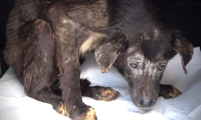 Rescue of Starving Terrified Dog Who Never Wagged Her Tail