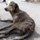 Rescue of an old street dog injured and unable to stand