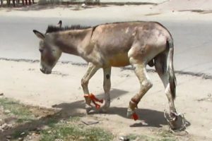 Rescue of donkey victim of cruel owner