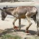 Rescue of donkey victim of cruel owner
