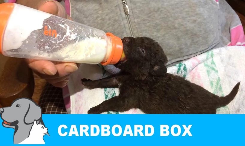 Rescued 7 Puppies Abandoned in Cardboard box.