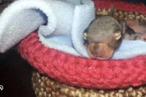 Rescued Baby Animals Are Sleeping In Knitted Nests