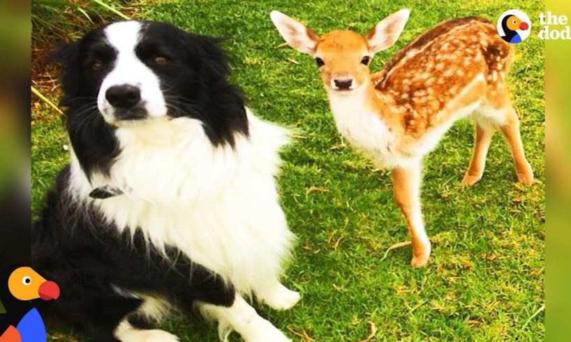 Rescued Baby Deer Grows Up With Dogs | The Dodo Odd Couples
