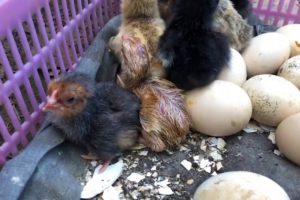 Rescued Chickens That Lost Mother | Animal Rescue Stories