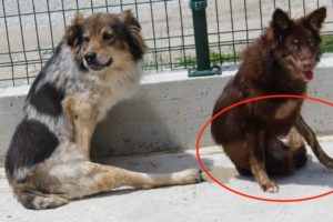 Rescued Disabled Dog Now Fully Enjoying Her Life