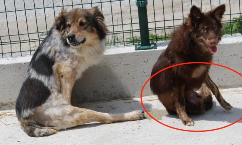 Rescued Disabled Dog Now Fully Enjoying Her Life