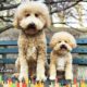 Rescued Mini Doodle Dog and Giant Sister Love Their NYC Neighborhood | The Dodo City Pets