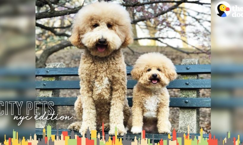 Rescued Mini Doodle Dog and Giant Sister Love Their NYC Neighborhood | The Dodo City Pets