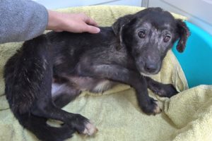 Rescued Puppy Terrified Every Time She's Touched - Until She Discovers Belly Rubs
