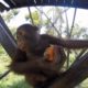 Rescued baby orangutans enjoy a treat on International Orangutan Day