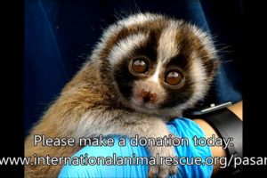 Rescued baby slow loris is traumatised after being taking from his mother