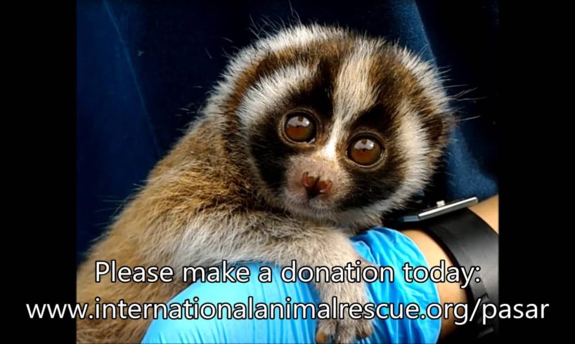 Rescued baby slow loris is traumatised after being taking from his mother